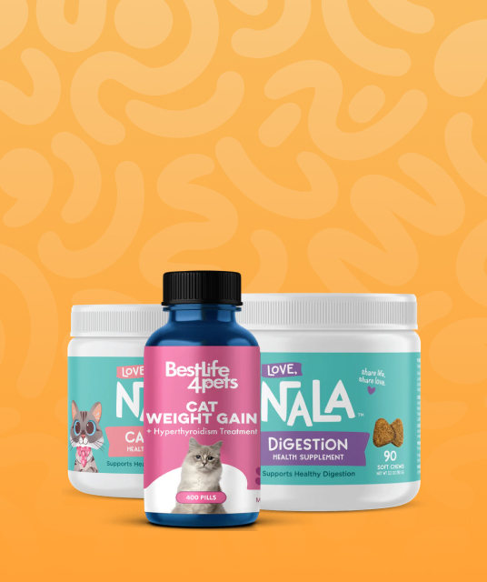 leather personalised dog collar - Professional Guide and Review