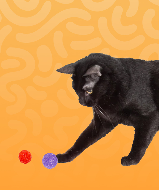 dog saddle bag - Professional Guide and Review