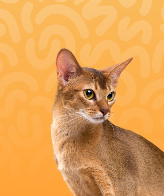 best dog leads practical guide Australian vapers