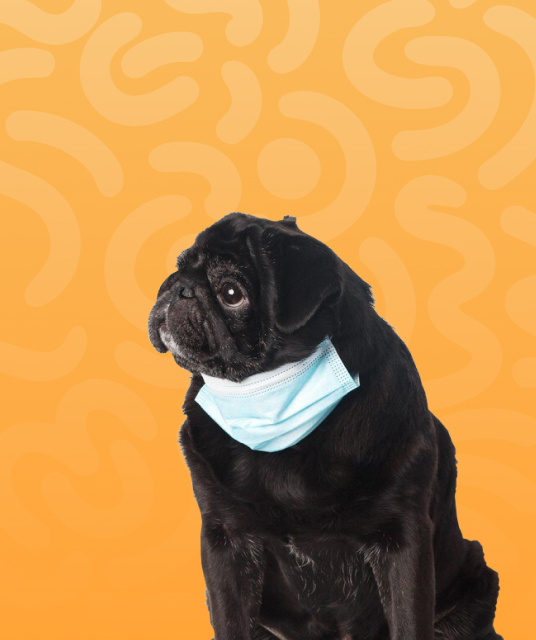 flat pack horse shelter installation on Australian property