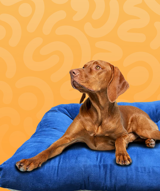 dog houses for large dogs thermal imaging comparison