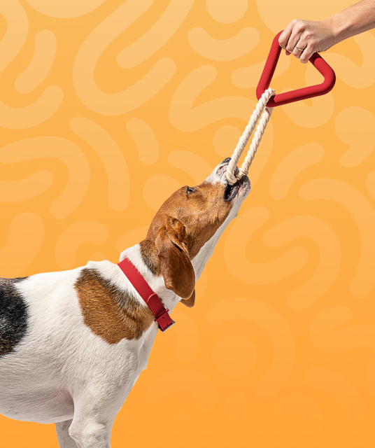 large dog bowls ceramic - Professional Guide and Review