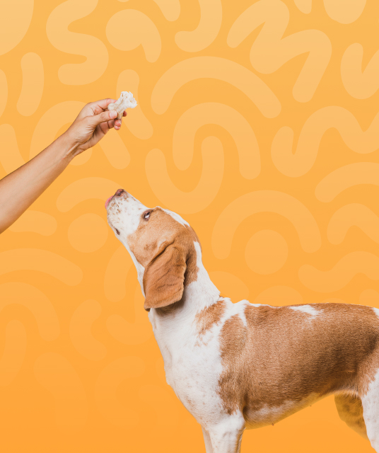dog saddle bag being used on a trail in the Blue Mountains