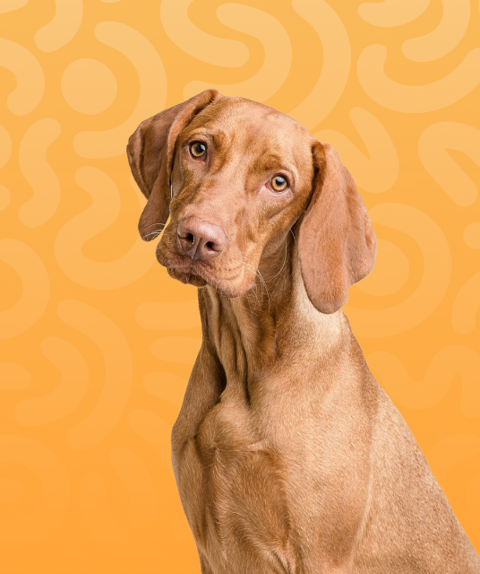 camouflage grey dog bed size guide for Australian breeds