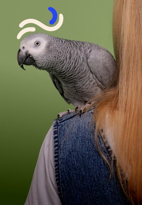 air tag collar cat - Professional Guide and Review