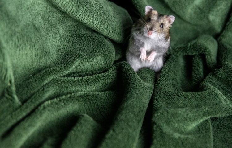 cat scratcher lounge - Professional Guide and Review