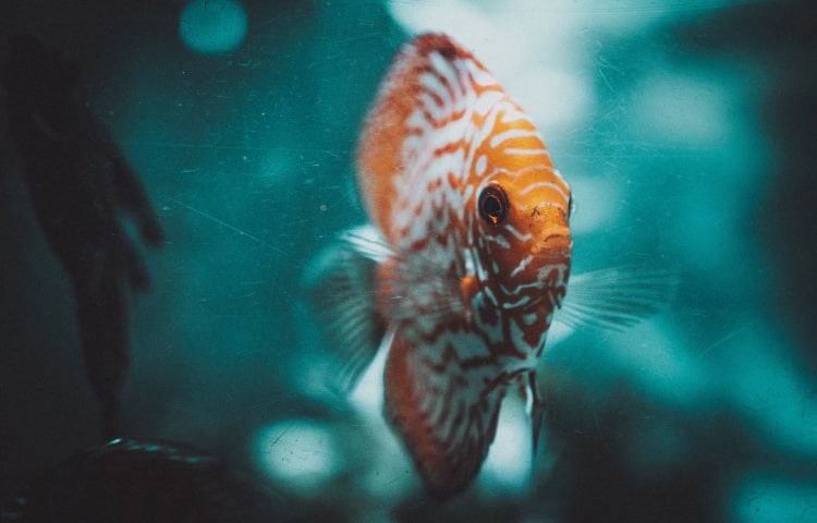 covered litter tray with modern filtration system