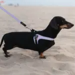 Tre Ponti Genesis Easy Leash, Pink - Image 3