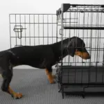 Sliding Door Dog Crate - Image 9