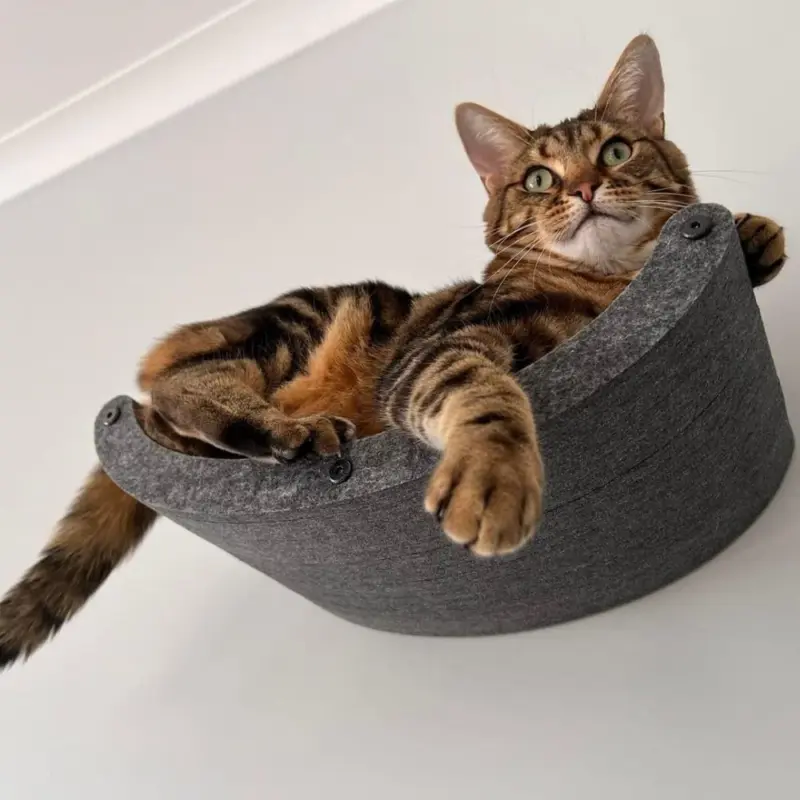 cat collar name tag - Professional Guide and Review