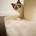 High Bed Scratching Post for Large Cats, Cream - Image 3