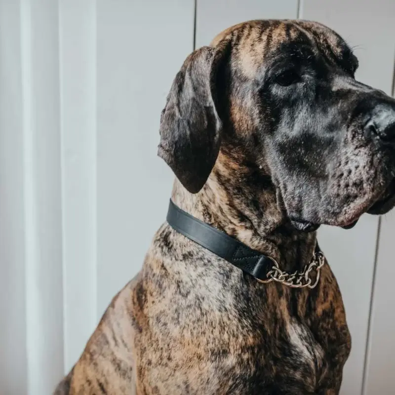 door for cat - Professional Guide and Review