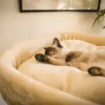 High Bed Scratching Post for Large Cats, Cream - Image 5