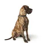 Hunter Aalborg Martingale Dog Collar, Black - Image 6