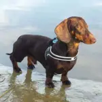 Tre Ponti Genesis Step In Harness for Dogs and Cats, Black - Image 6