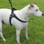 Tre Ponti Genesis Step In Harness for Dogs and Cats, Pink - Image 8