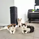 Sisal Corner Wall Scratcher - Image 8