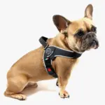 Tre Ponti Brio Adjustable Step In Dog Harness, Black - Image 4