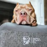 Deluxe Orthopedic Memory Foam Bed