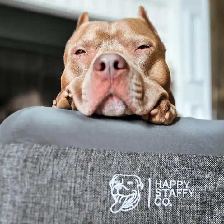 large dog bowls ceramic - Professional Guide and Review