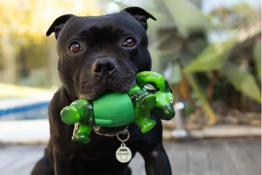 good cat carrier - Professional Guide and Review