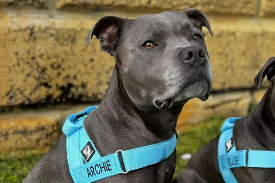 pram pouch - Professional Guide and Review