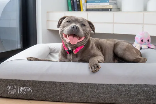 Frequently Asked Questions graphic about dog saddle bags for Australian owners