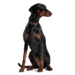 hemp seed oil for pets|wheeled pet carriers for cats - Image 4