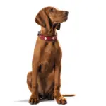 Hunter Classic Swiss Leather Dog Collar - Image 4