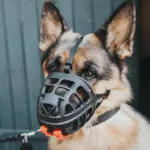 Hunter Dog Muzzle Albury - Image 6