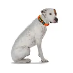 car dog carrier - Professional Guide and Review