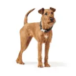 Hunter Cannes Alu-Strong Leather Dog Collar Clasp Buckle, Black - Image 6