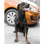 Hunter Easy Comfort Dog Car Harness - Image 4