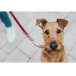 Hunter Classic Swiss Leather Dog Training Lead - Image 7