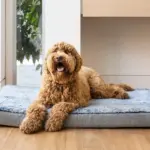 Orthopedic Calming Dog Mat Water Resistant, Artic Faux Fur - Image 2