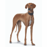 dog box canvas cover|personalised leather dog collar - Image 6