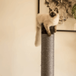 solid wood cat tower|natural cat furniture